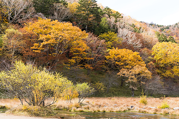 Image showing Beautiful Swamp in Nikko