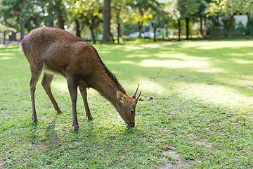 Image showing Deer fawn eating lawn