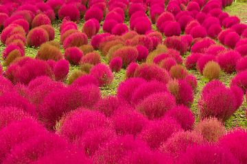 Image showing Red Kochia in japanese garden