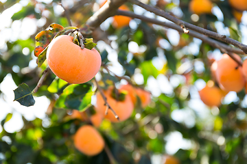 Image showing Persimmon tree