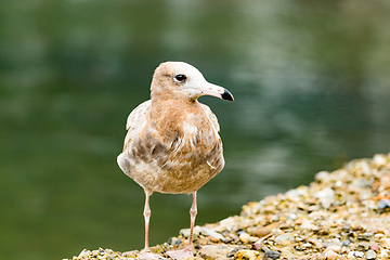 Image showing Seagull