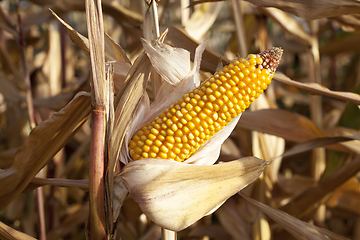 Image showing corn on an agricultural field