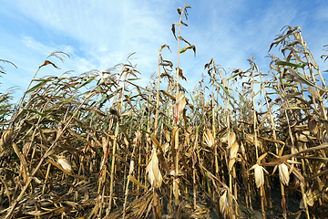 Image showing ears of ripe corn