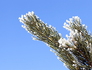 Image showing Tree with frost