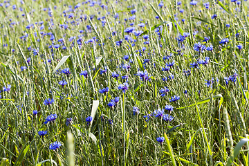 Image showing blue cornflowers in a field