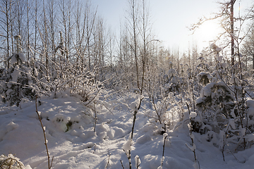 Image showing Trees in winter