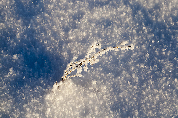 Image showing plant in a frost