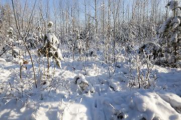 Image showing Winter time