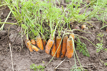 Image showing Ripe orange carrot