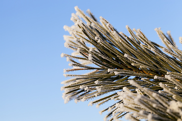 Image showing Pines in the frost