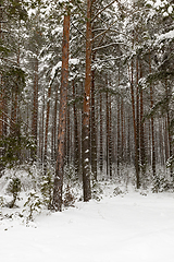 Image showing Winter season. Photo