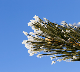 Image showing tree with a frost