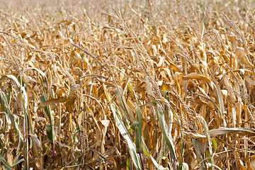 Image showing agricultural field with corn