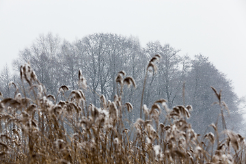 Image showing Dry plants in winter