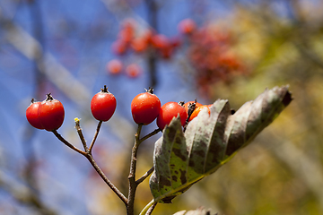 Image showing Red berries, close-up