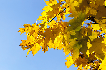 Image showing Maple Park in autumn