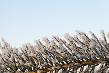 Image showing Trees under frost