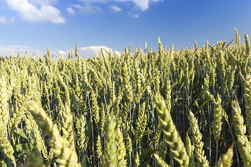 Image showing Field with cereal