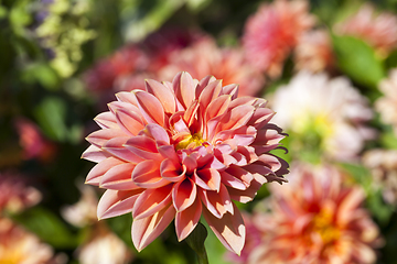 Image showing beautiful blooming dahlia