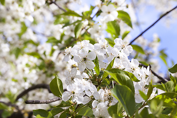 Image showing Inflorescence of cherry