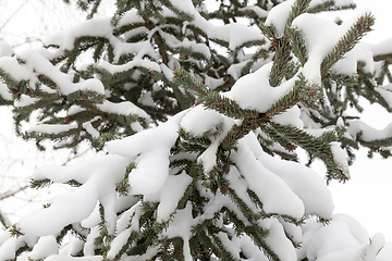 Image showing After snowfall