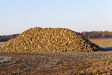 Image showing beet roots, the field