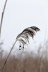 Image showing Dry Grass