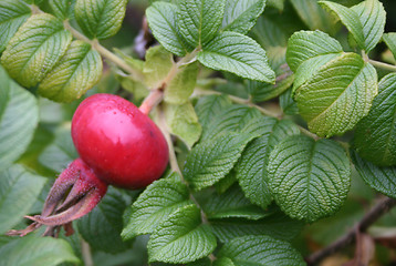 Image showing Turnip