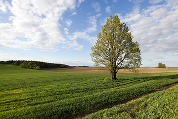 Image showing tree in the field