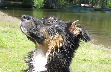 Image showing Wet dog