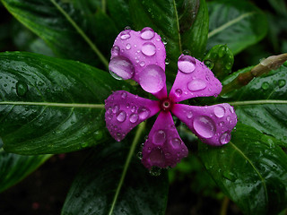 Image showing Droplets on a pinkflower