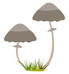 Image showing Two mushrooms growing illustration vector on white background 