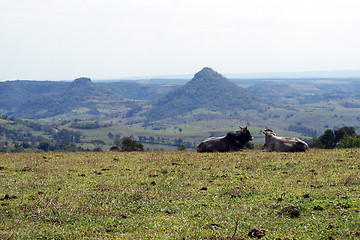 Image showing An ox and a cow watching a beautiful landscape