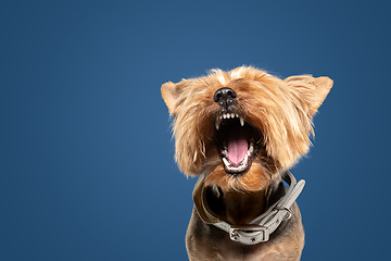 Image showing Studio shot of yorkshire terrier dog isolated on white studio background