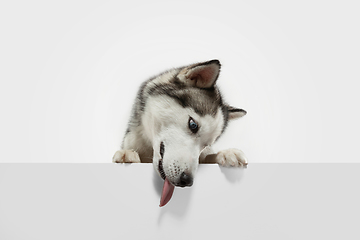 Image showing Studio shot of Husky dog isolated on white studio background