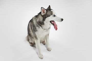 Image showing Studio shot of Husky dog isolated on white studio background