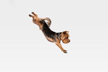 Image showing Studio shot of yorkshire terrier dog isolated on white studio background