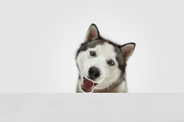 Image showing Studio shot of Husky dog isolated on white studio background