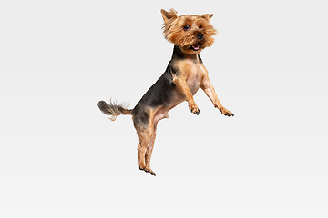 Image showing Studio shot of yorkshire terrier dog isolated on white studio background