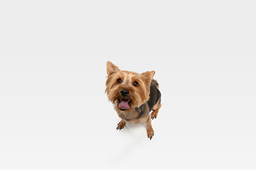 Image showing Studio shot of yorkshire terrier dog isolated on white studio background