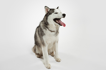 Image showing Studio shot of Husky dog isolated on white studio background