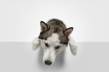 Image showing Studio shot of Husky dog isolated on white studio background
