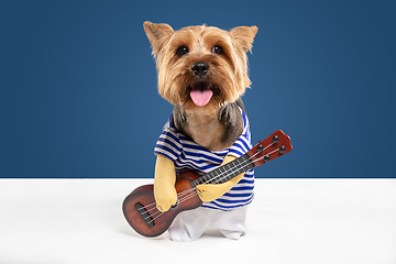 Image showing Studio shot of yorkshire terrier dog isolated on white studio background