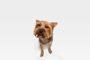 Image showing Studio shot of yorkshire terrier dog isolated on white studio background