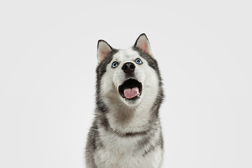 Image showing Studio shot of Husky dog isolated on white studio background