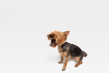 Image showing Studio shot of yorkshire terrier dog isolated on white studio background