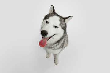 Image showing Studio shot of Husky dog isolated on white studio background