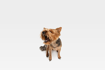 Image showing Studio shot of yorkshire terrier dog isolated on white studio background