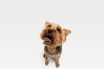 Image showing Studio shot of yorkshire terrier dog isolated on white studio background