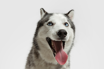 Image showing Studio shot of Husky dog isolated on white studio background